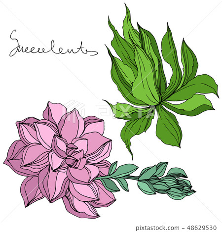Vector Jungle botanical succulent flower. Engraved ink art illustration. Isolated succulents 48629530