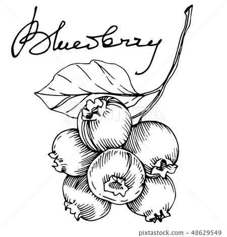 Vector Blueberry black and white engraved ink art. Berries and leaves. Isolated blueberry Vector Blueberry black and white engraved ink art. Berries and leaves. Isolated blueberry 48629549