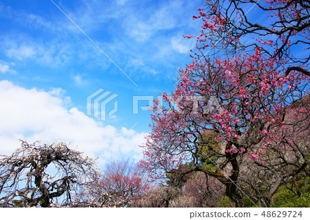 池上梅花園裡的梅花 48629724