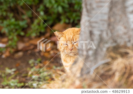 Cat Cat 48629913
