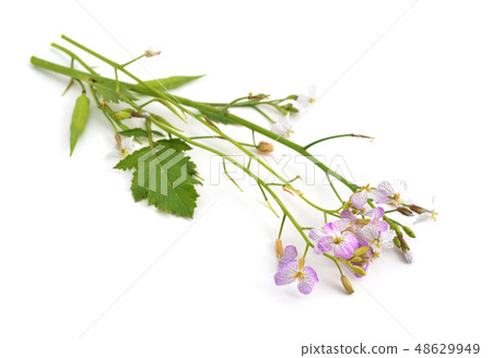 Oil Radish flowers. Isolated. Oil Radish flowers. Isolated. 48629949