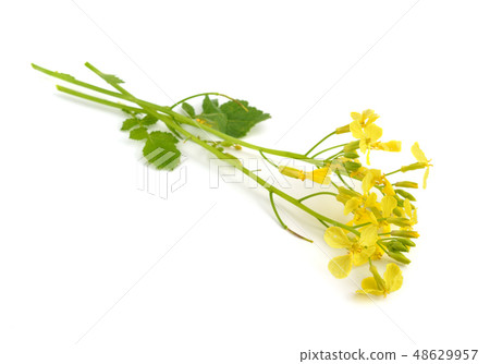 Sinapis flower. Isolated. Sinapis flower. Isolated. 48629957