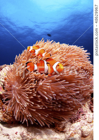 小丑anemonefish 48629967