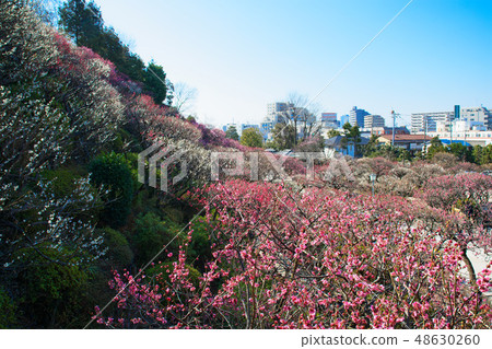 池上梅花園的梅花林紅梅花住宅區 池上梅花園的梅花林紅梅花住宅區 48630260