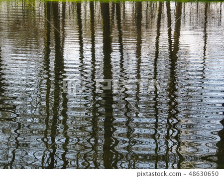 trees mirrored on rippled water surface 48630650