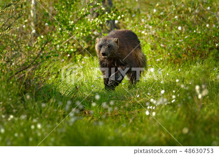 Running Wolverine in Finnish taiga Running Wolverine in Finnish taiga 48630753