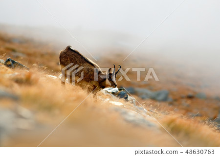 Mammal in the fog. Chamois, Rupicapra rupicapra Mammal in the fog. Chamois, Rupicapra rupicapra 48630763