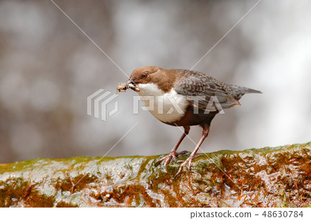 White-throated Dipper, Cinclus cinclus White-throated Dipper, Cinclus cinclus 48630784