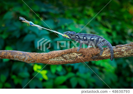 Chameleon hunting insect with long tongue 48630793