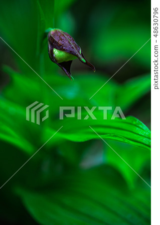 Cypripedium calceolus, Lady's Slipper Orchid 48630796