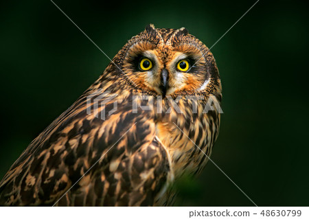 Detail portrait of Short-eared Owl 48630799
