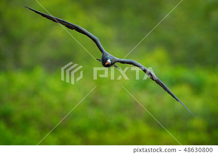 Magnificent frigatebird, Fregata magnificens 48630800