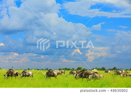 Running Blue wildebeest, Connochaetes taurinus 48630802