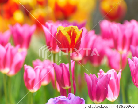 明亮地鬱金香花 明亮地鬱金香花 48630966