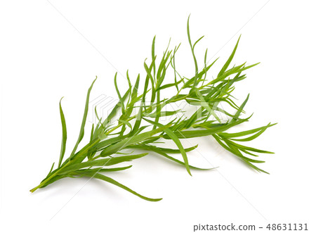 Tarragon (Artemisia dracunculus) Tarragon (Artemisia dracunculus) 48631131