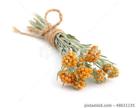 Helichrysum luteoalbum. Helichrysum luteoalbum. 48631135