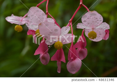 Summer of Shuheiwa Town Tokiwa Town 48631346