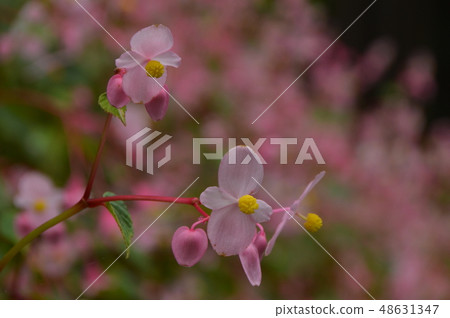 Summer of Shuheiwa Town Tokiwa Town Summer of Shuheiwa Town Tokiwa Town 48631347