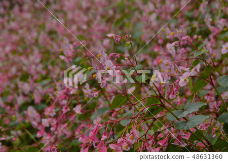 Summer of Shuheiwa Town Tokiwa Town 48631360