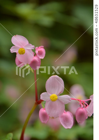 Shukado blooming Tokagawa-cho Saitama 48631529