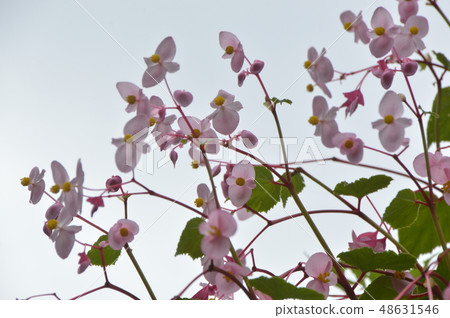 Shukado blooming Tokagawa-cho Saitama Shukado blooming Tokagawa-cho Saitama 48631546
