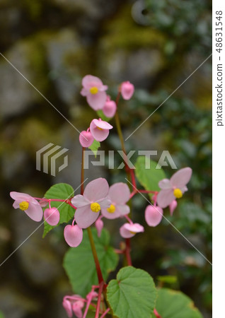 Shukado blooming Tokagawa-cho Saitama 48631548