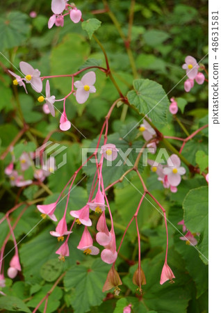Shukado blooming Tokagawa-cho Saitama Shukado blooming Tokagawa-cho Saitama 48631581