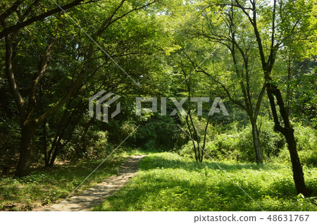 八王子市在東京Naganuma公園的夏天 48631767