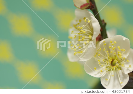 梅花 48631784