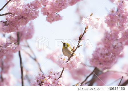 櫻花和mezzo 48632460
