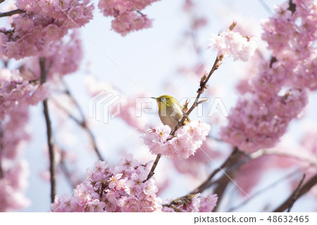 櫻花和mezzo 48632465