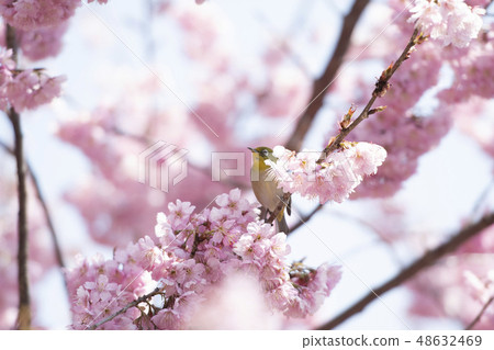 櫻花和mezzo 48632469
