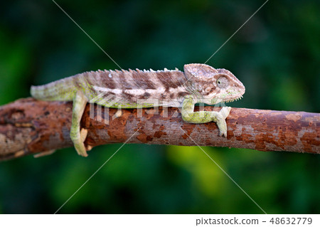 Furcifer verrucosus, Warty chameleon on the branch Furcifer verrucosus, Warty chameleon on the branch 48632779