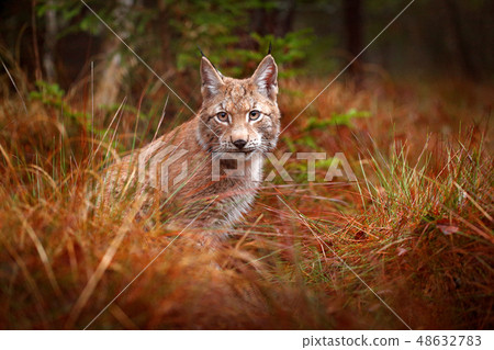 Eurasian lynx walking. Wild cat from Germany. Eurasian lynx walking. Wild cat from Germany. 48632783