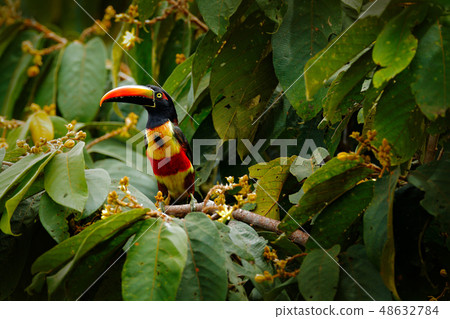 Fiery-billed Aracari, Pteroglossus frantzii 48632784