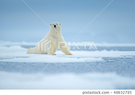 Polar bear on drift ice edge with snow and water Polar bear on drift ice edge with snow and water 48632785