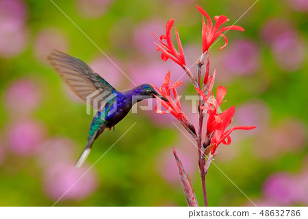Big blue hummingbird Violet Sabrewing 48632786