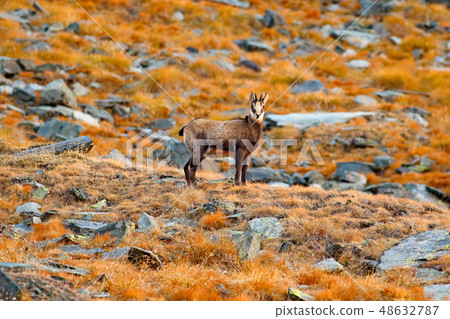 Chamois, Rupicapra rupicapra, on the rocky hill Chamois, Rupicapra rupicapra, on the rocky hill 48632787