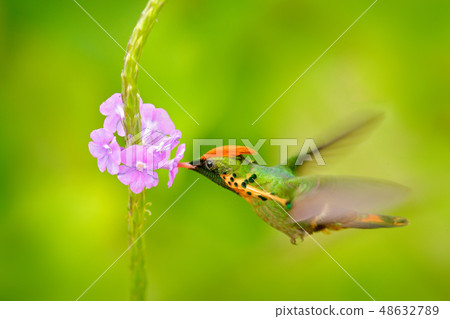 Tufted Coquette, colourful hummingbird 48632789