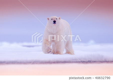 Polar bear on drift ice edge with snow and water Polar bear on drift ice edge with snow and water 48632790