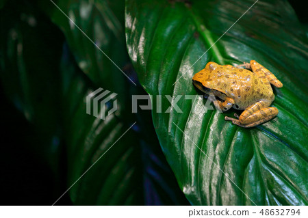 Polypedates megacephalus on the big green leave 48632794