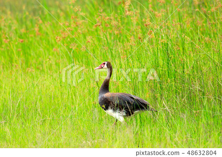 Spur-winged goose, Plectropterus gambensis 48632804