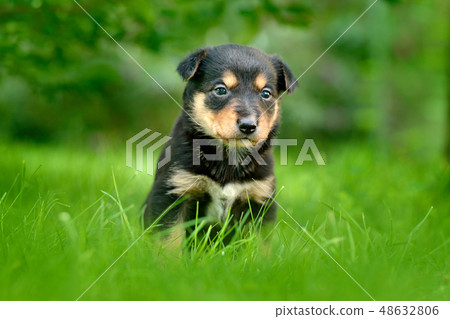 Cute dog pup sitting in the green grass. 48632806