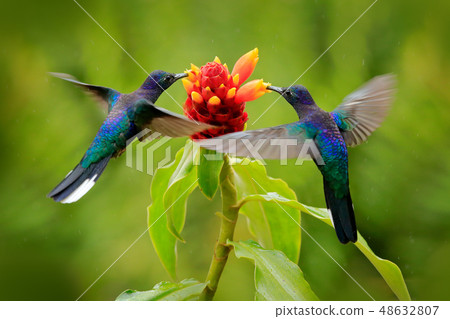 Big blue hummingbird Violet Sabrewing 48632807