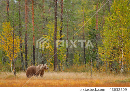 Bear hidden in yellow forest. 48632809