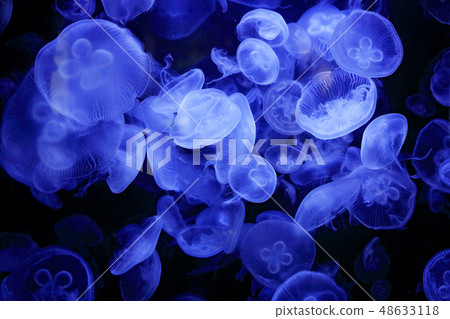 Aurelia labiata, moon jellyfish, in the dark water 48633118