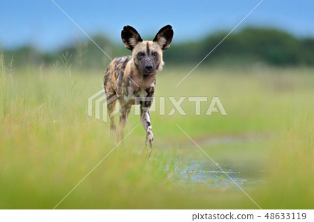 African wild dog, walking in the green grass 48633119