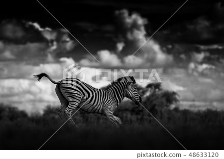 Burchell's Zebra with dark stormy sky. 48633120