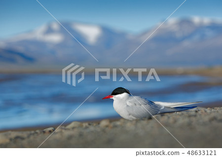 White bird with black cap, Arctic Tern 48633121