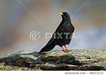 Alpine Chough, Pyrrhocorax graculus, black bird 48633122